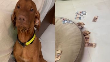Reprodução/TikTok @lauraanoesta_