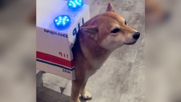 Reprodução/TikTok @inari.no.shiba