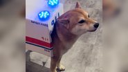 Reprodução/TikTok @inari.no.shiba