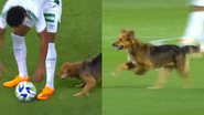 Reprodução/Twitter @choquei