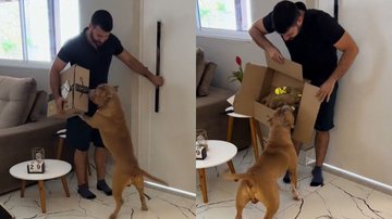 Reprodução/TikTok @cachorroluffy