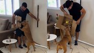 Reprodução/TikTok @cachorroluffy