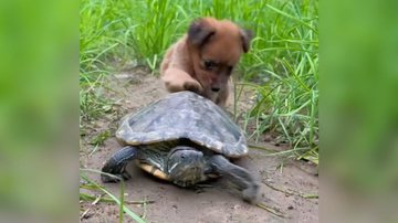 Reprodução/Instagram @natureferver