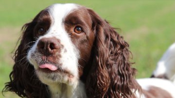 Ilustrativa / Pixabay