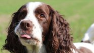Ilustrativa / Pixabay
