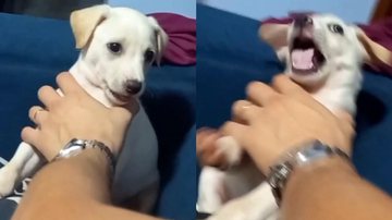 Reprodução/TikTok @pets.skywalker