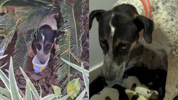 Reprodução/TikTok @pomeraniansbaby