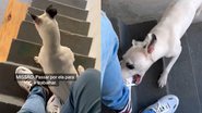 Reprodução/TikTok @gel_santoss