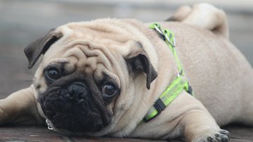 Reprodução/Pixabay