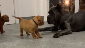 Reprodução/Redes Sociais