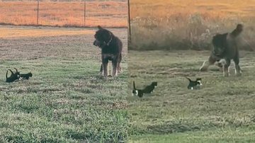 Imagem Cão 'gigante' é perseguido por filhotes de gato e toma atitude; assista
