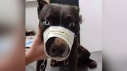 Reprodução/PMA