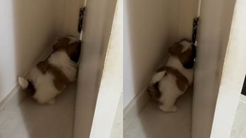 Reprodução/TikTok @solangemariaauau