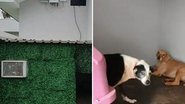 Reprodução / TikTok