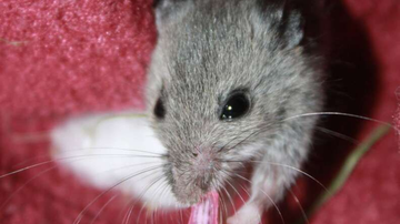 Divulgação/Centro de Resgate da Vida Selvagem do Missouri