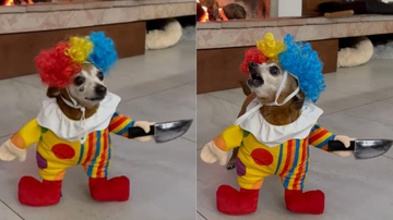 Reprodução/Youtube/Viralhog