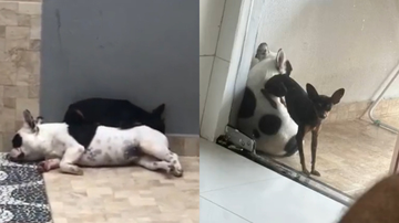 Reprodução/Instagram/@acucena