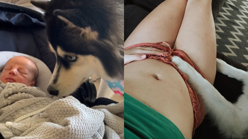 Imagem Cadela husky siberiano reage de forma comovente em primeiro contato com bebê de tutota