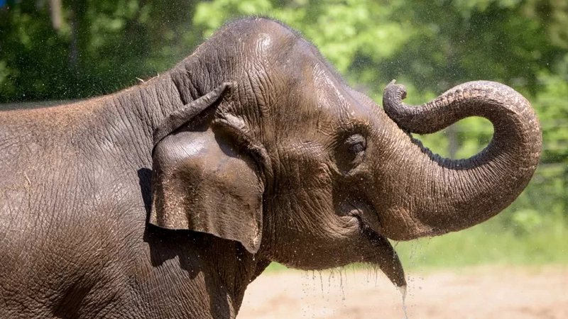 Reprodução/Facebook/St. Louis Zoo