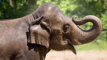 Reprodução/Facebook/St. Louis Zoo