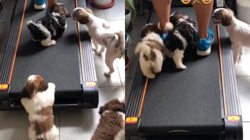 Reprodução/TikTok @apaixonadosporshihtzu