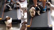 Reprodução/TikTok @apaixonadosporshihtzu