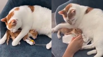 Reprodução/TikTok @vetimrani