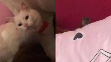 Reprodução/TikTok @lazaroeluna