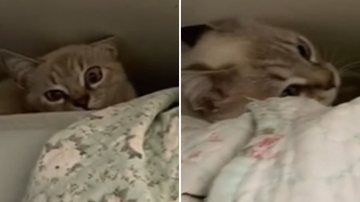 Reprodução / TikTok