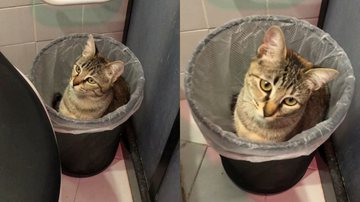 Reprodução/TikTok @ajurassol