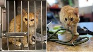 Reprodução/FACEBOOK/HARALSON COUNTY ANIMAL SHELTER