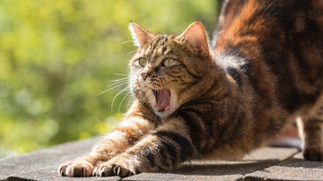 Jonathan Sautter por Pixabay