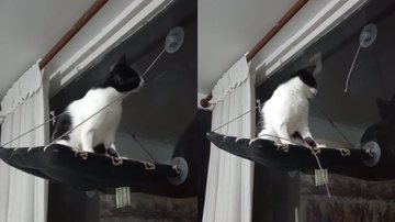 Reprodução/TikTok @josephpacheco20