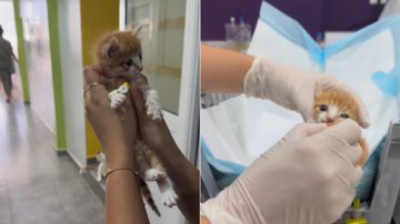 Reprodução / Instagram @cabinet_veterinaire_imrani