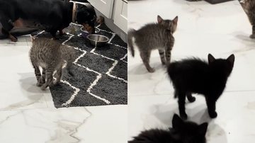 Reprodução/TikTok @misty_liketheweather