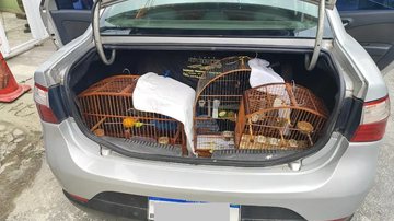 Divulgação/Segurança Presente