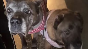 Reprodução//Vídeo