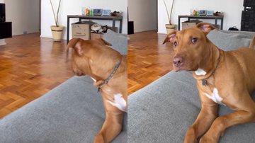 Reprodução/Instagram @lifewithpierogi