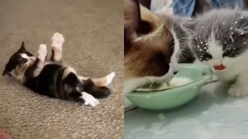 Reprodução/TikTok @oootikxtokooo