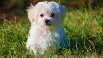 Hans Benn por Pixabay