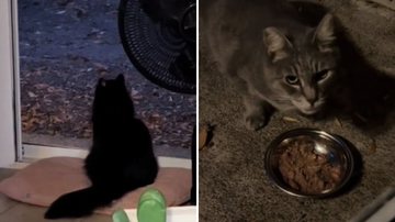 Reprodução / TikTok