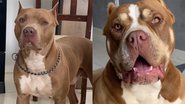Reprodução/TikTok /@pitbulldraxxoficial