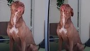 Reprodução/TikTok @seuamigopitbull