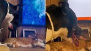 Reprodução/TikTok @encantodaspatinhas