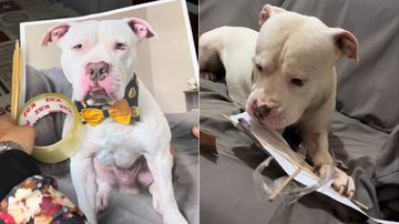 Reprodução / TikTok