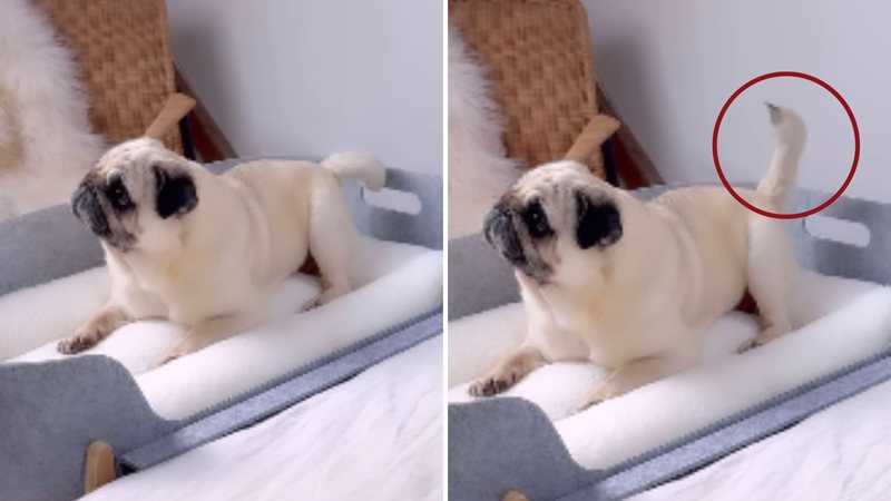 Reprodução / Instagram / Canva