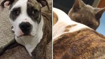 Reprodução / TikTok