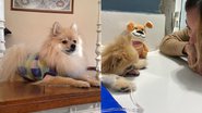 Reprodução/Instagram @fox.guerreiro