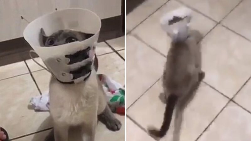 Reprodução / TikTok