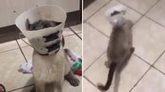 Reprodução / TikTok